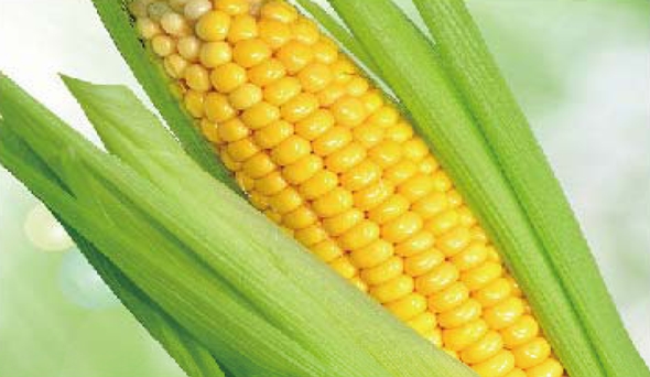 陶瓷膜應用：生物、醫藥行業